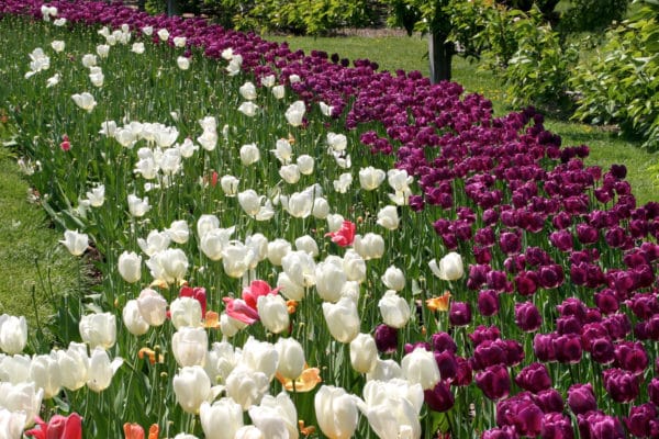 Flower Mound botanical gardens